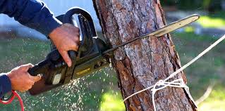 How Our Tree Care Process Works  in  Wyndham, VA