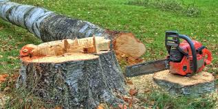 Best Fruit Tree Pruning  in Wyndham, VA