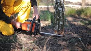 Best Lawn Pest Prevention  in Wyndham, VA