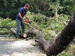 Best Emergency Tree Removal  in Wyndham, VA