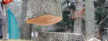 Best Tree Cabling and Bracing  in Wyndham, VA