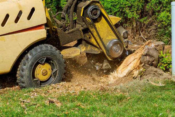 Best Root Management and Removal  in Wyndham, VA
