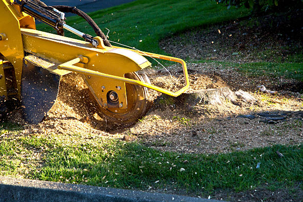 Best Pest Control for Lawns  in Wyndham, VA