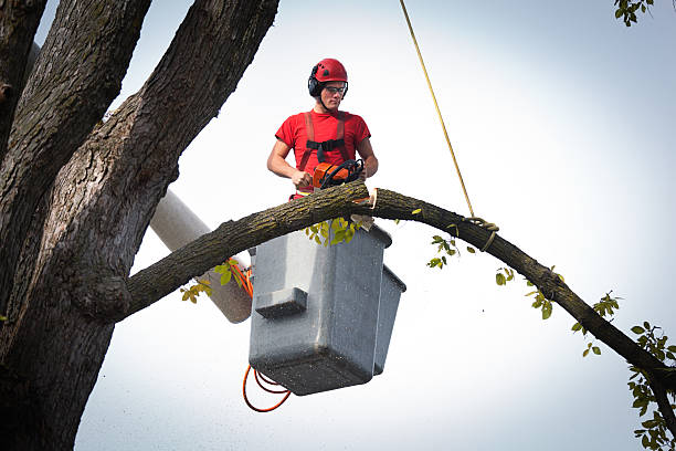 Best Tree Trimming and Pruning  in Wyndham, VA