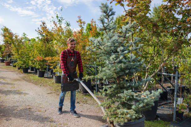 Wyndham, VA Tree Services Company
