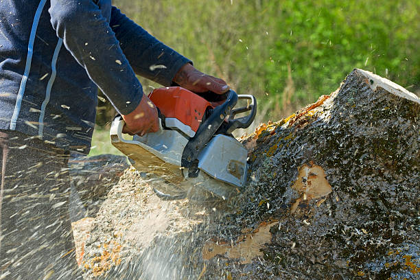 Lawn Maintenance Plans in Wyndham, VA